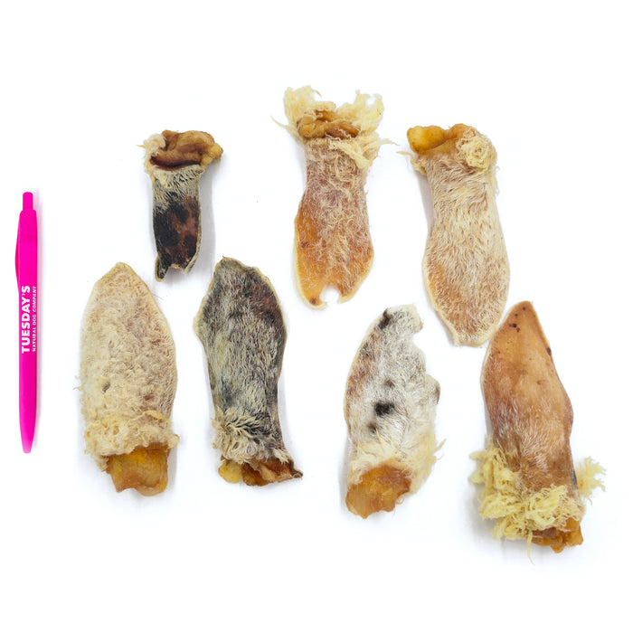 Furry Lamb Ear (Bulk)