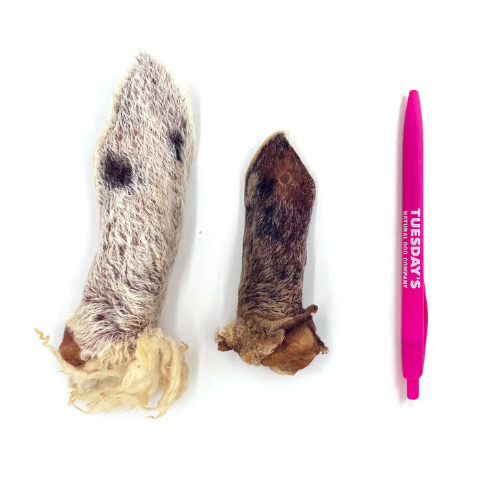 Furry Lamb Ear (Bulk)