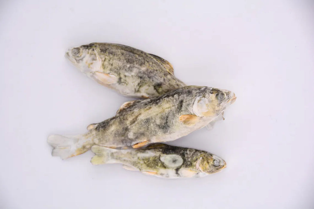 Little Trout - 2 oz