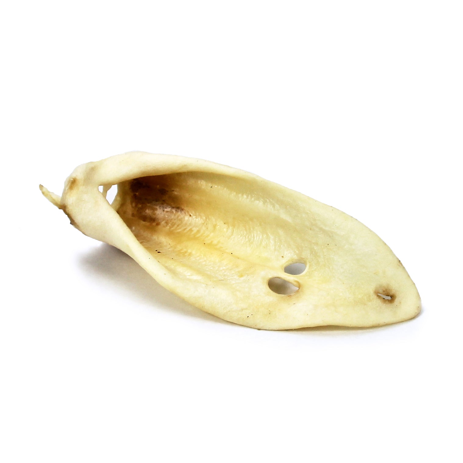 Large Lamb Ears (Bulk) — WHOLESALE Tuesday's Natural Dog Company