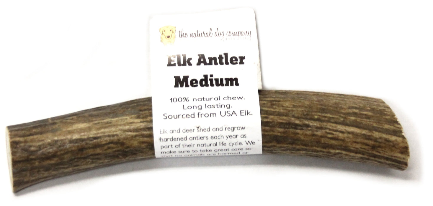 Elk Antler - Medium Whole
