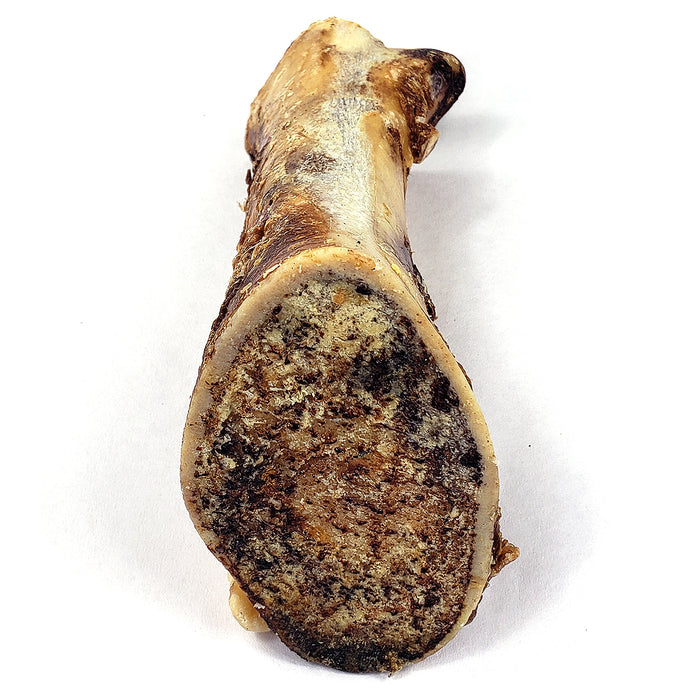 Bison Femur Bone (Shrinkwrapped)