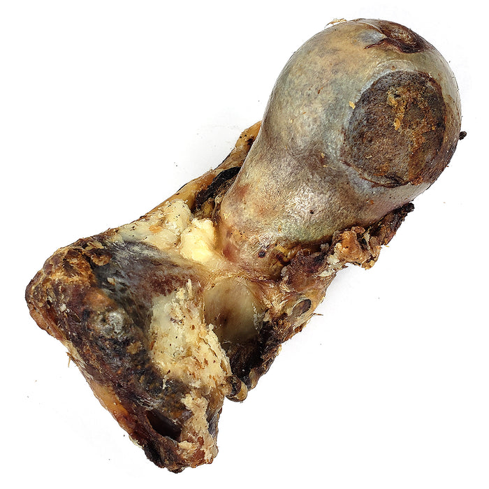 Large Bison Knuckle Bone (Shrinkwrapped)