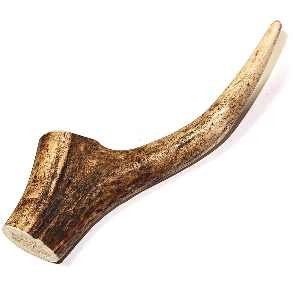 Back in Stock Antlers
